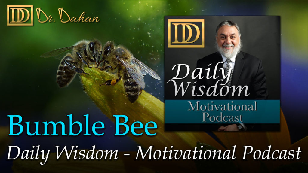 367 dailywisdom youtube